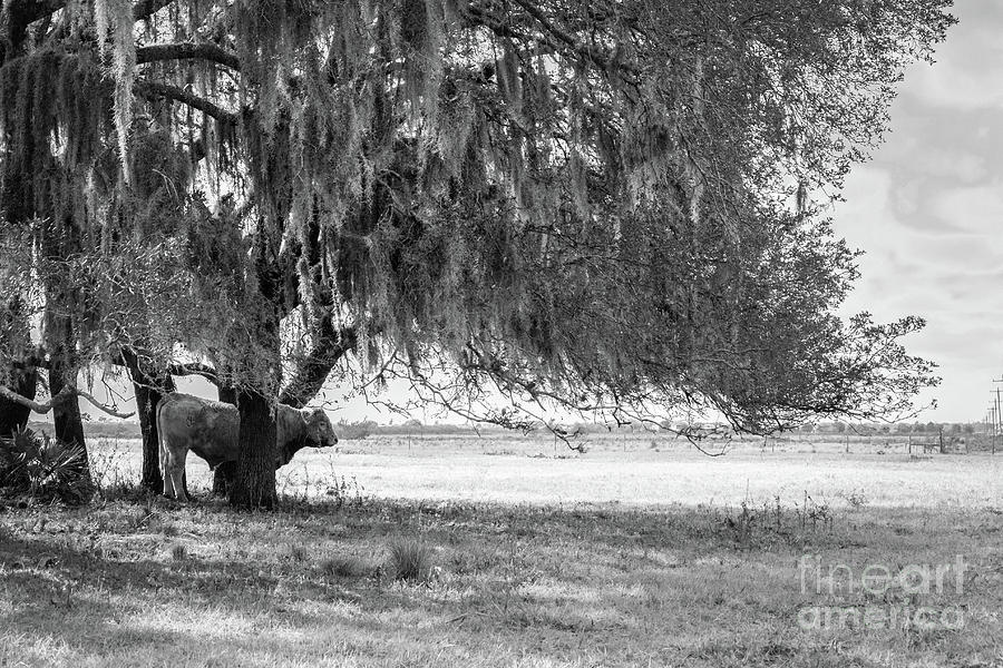 Cow Hiding in the Shade, Black and White Photograph by Liesl Walsh