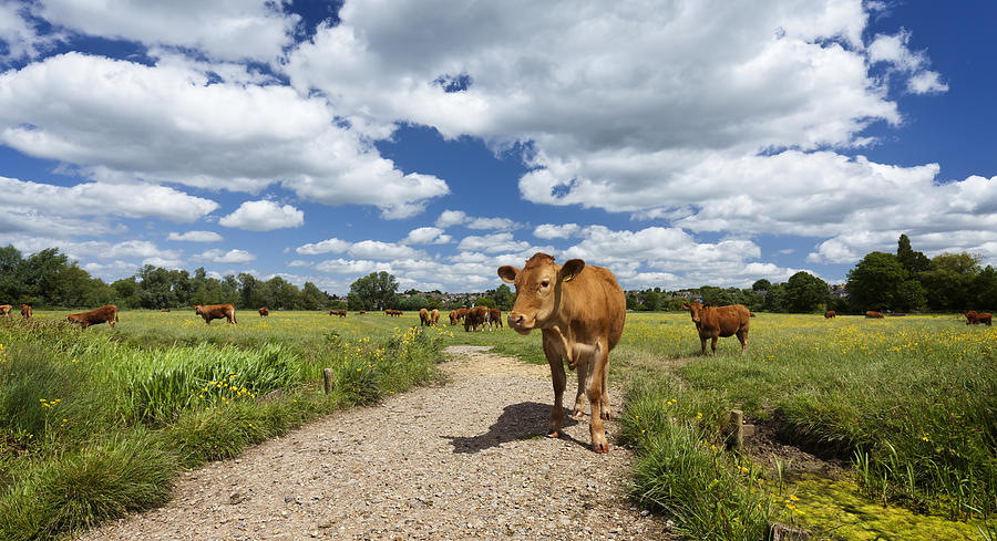 Cow Photograph by Ian Merton