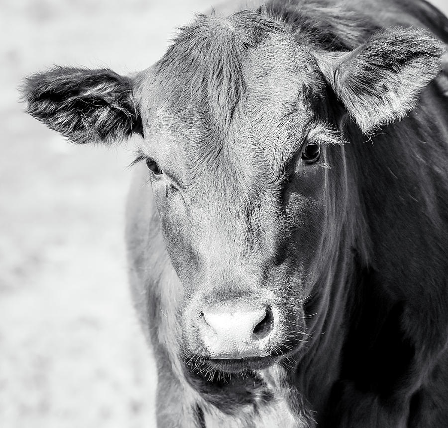 Cow II Photograph by Athena Mckinzie - Fine Art America