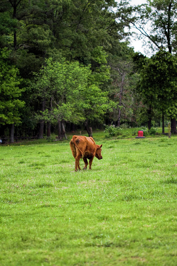 Cow in a Pasture Photograph by Kathy Clark