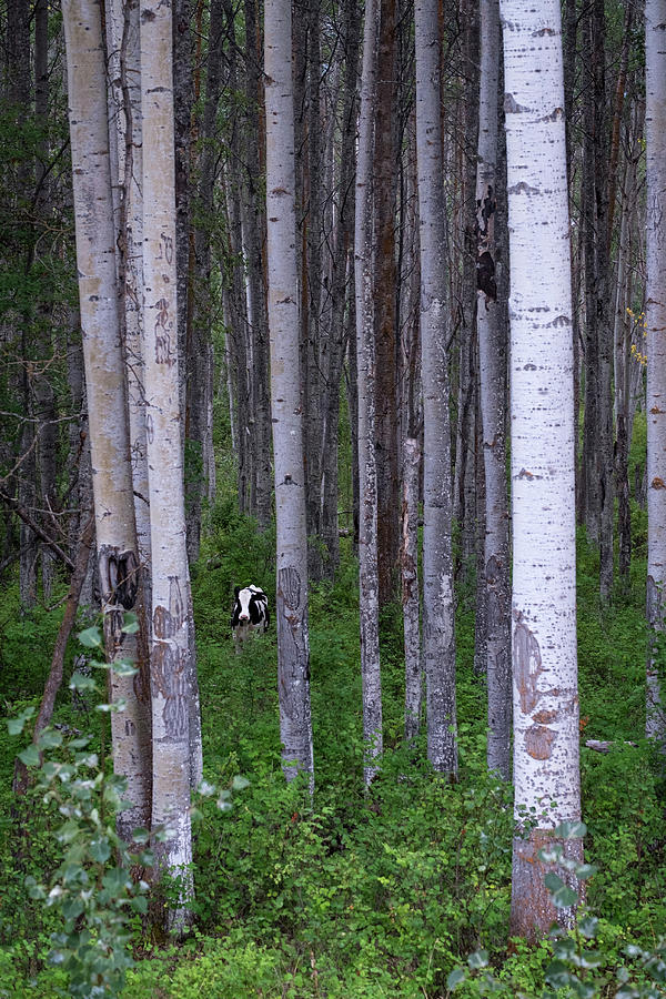 Cow in Aspen Trees Photograph by Mary Lee Dereske