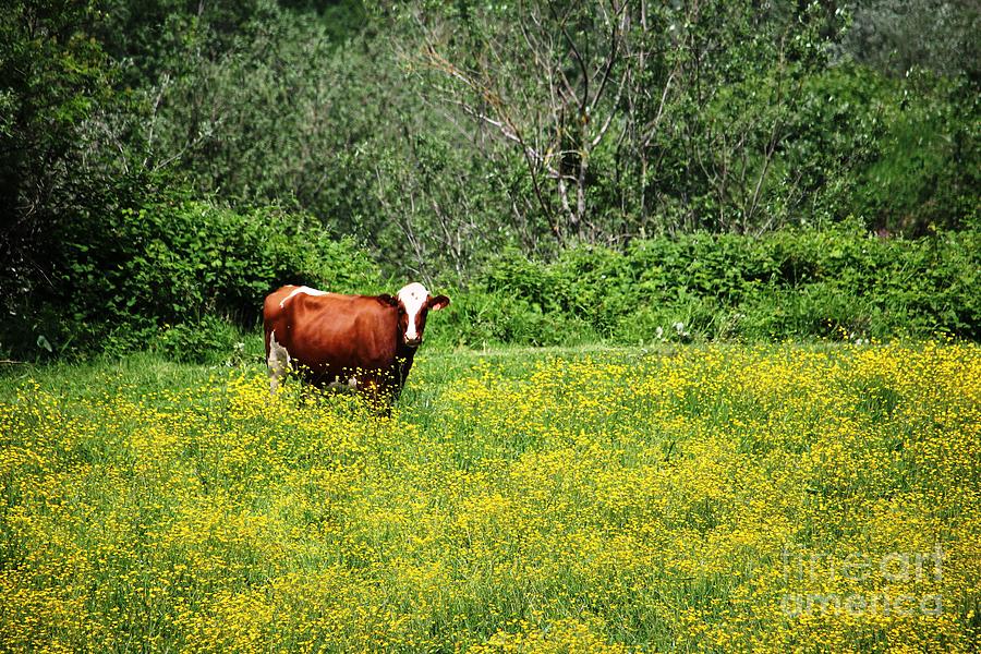 Cow in Colorful Pasture Digital Art by Nick Gustafson