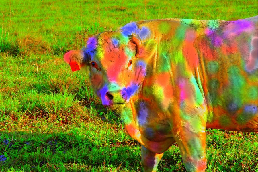 Cow In Pasture Digital Art by Florene Welebny