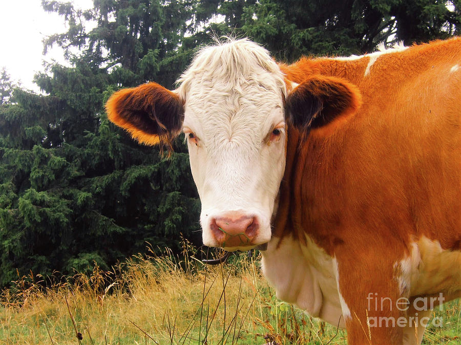 Cow in Pasture Photograph by MGL Meiklejohn Graphics Licensing
