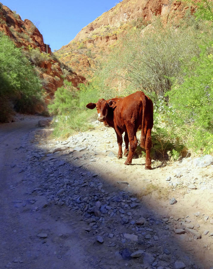 Cow in the Canyon Photograph by Susan Lafleur