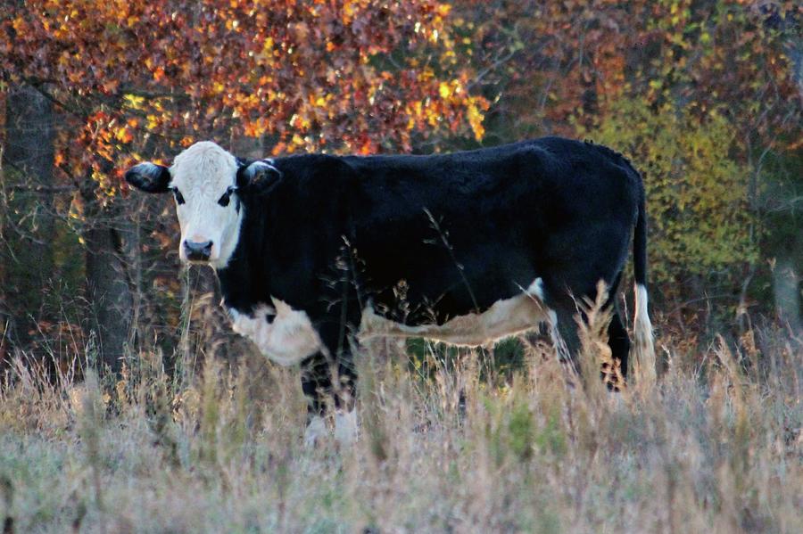 Cow In The Meadow Photograph by Cynthia Guinn