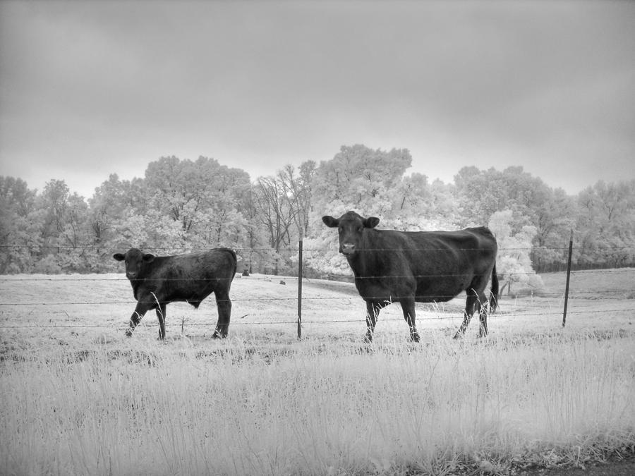Cow  Photograph by Jane Linders