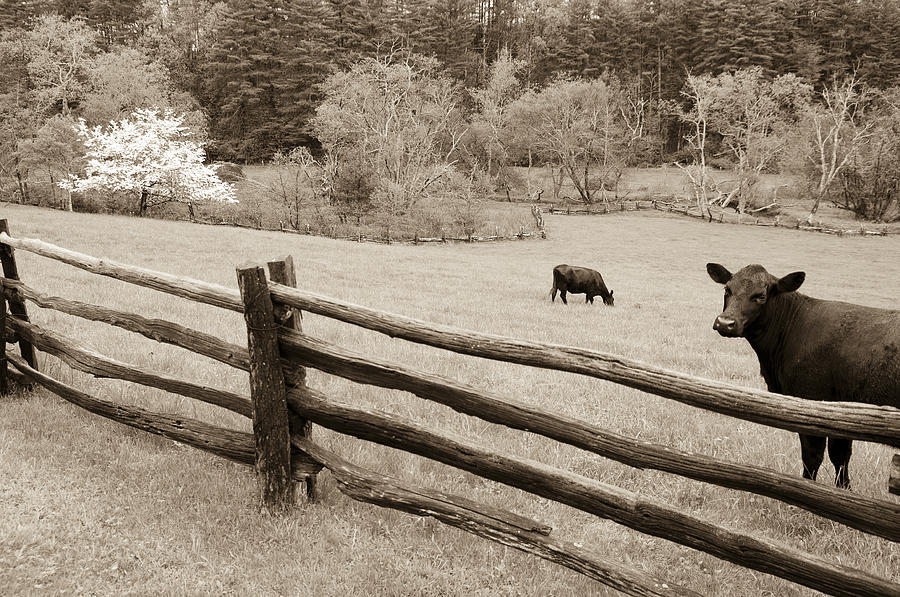 Cow Looking Over Split Rail Fence on the Blue Ridge Parkway Photograph by John Harmon