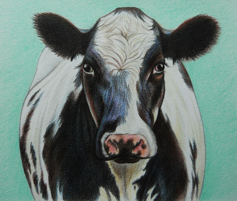 dairy cow drawing