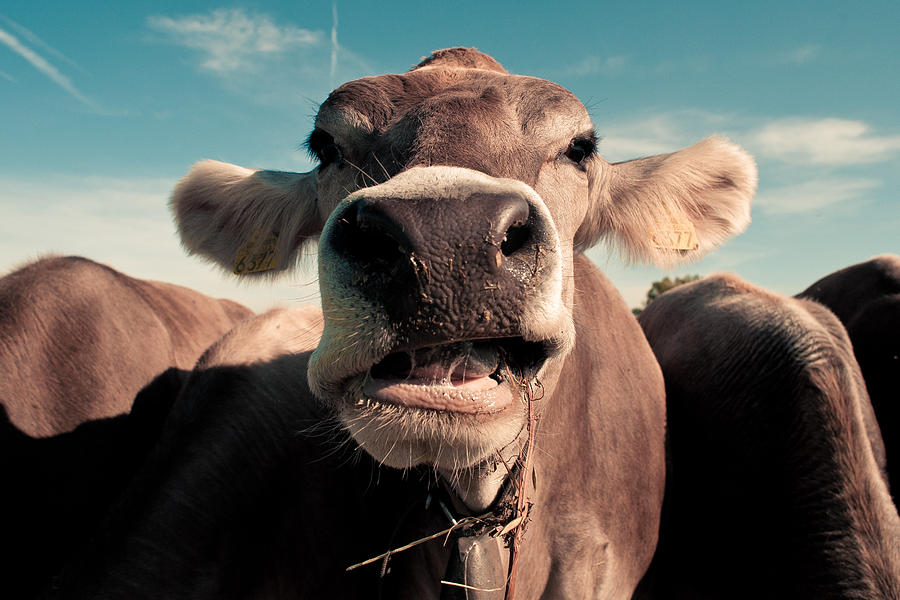 Nature Photograph - cow by Luka Matijevec