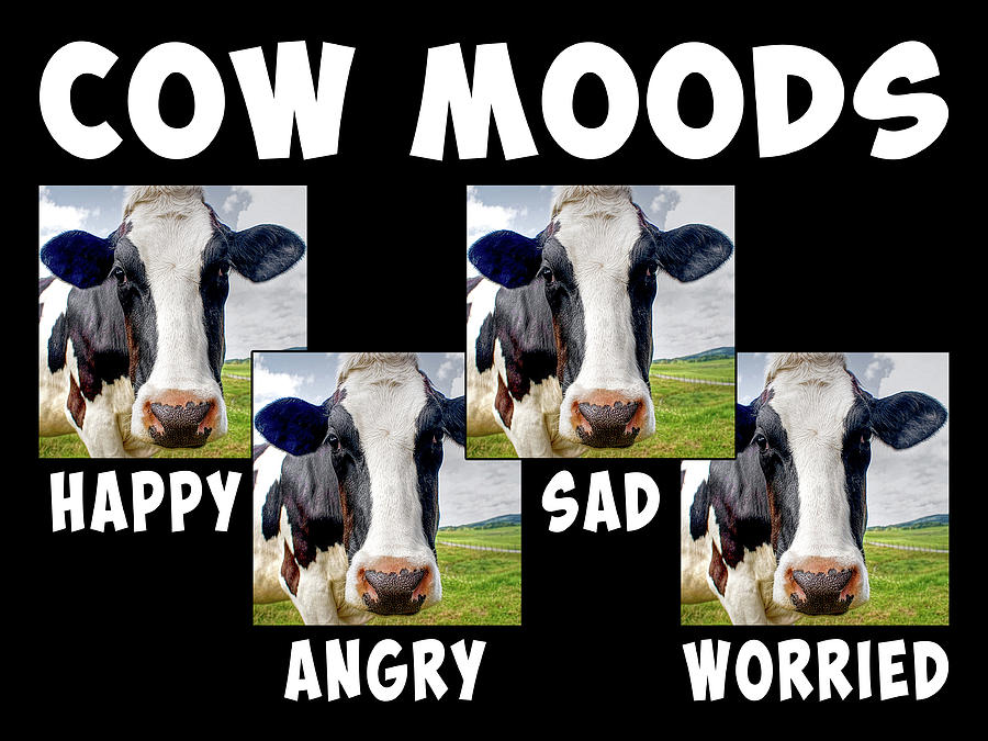 Cow Moods Mixed Media by Dave Lee