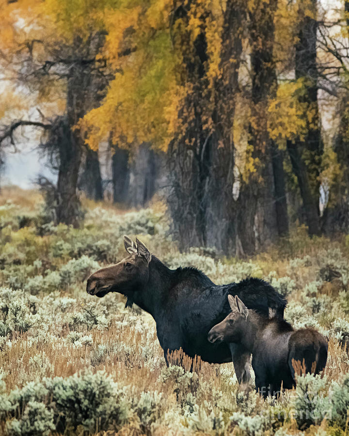 Cow Moose and Calf at Grand Teton National Park Photograph by Priscilla Burgers