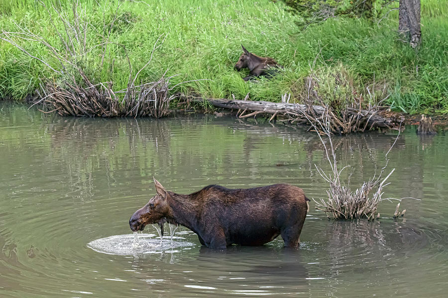 Cow Moose and Calf Photograph by James BO Insogna