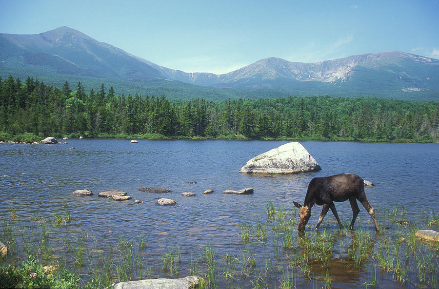 Moose Photograph - Cow Moose and Mount Katahdin by John Burk