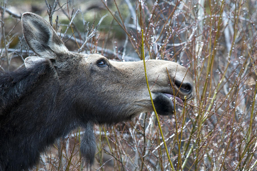 Cow Moose Dining On Willow Photograph by Gary Beeler