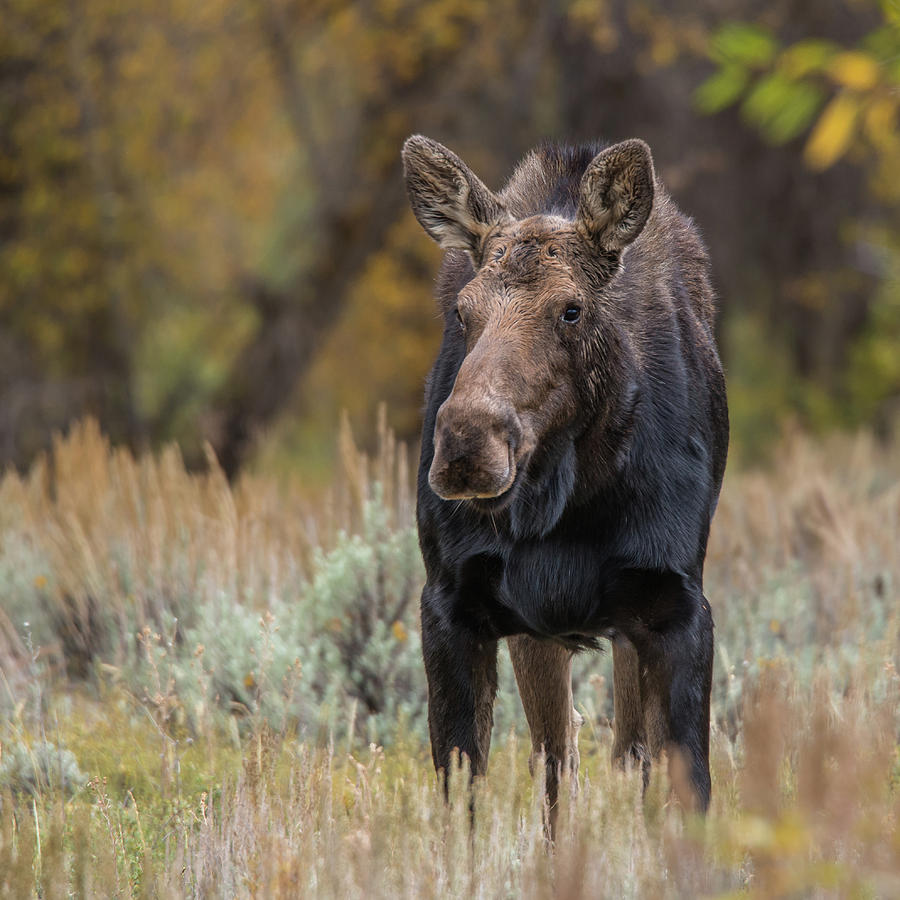 Cow Moose During Rut Photograph by Yeates Photography