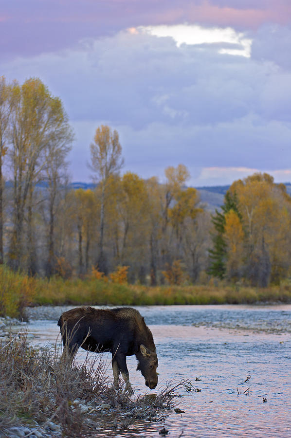 Cow Moose evening Drink Photograph by Gary Langley