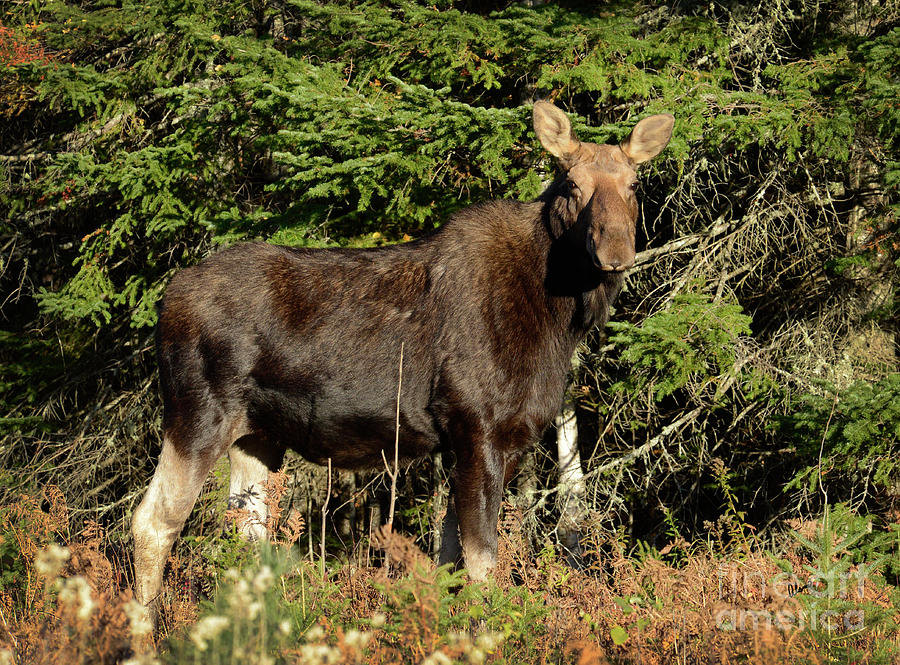 Cow Moose II Photograph by Alana Ranney