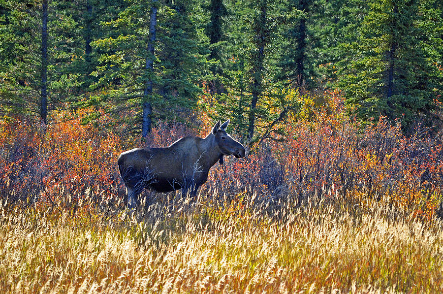 Cow Moose in Fall Photograph by Cathy Mahnke