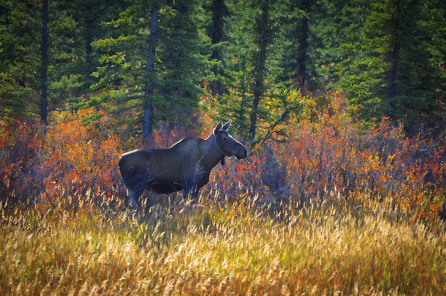 Cow Moose in Fall Dreamy Photograph by Cathy Mahnke