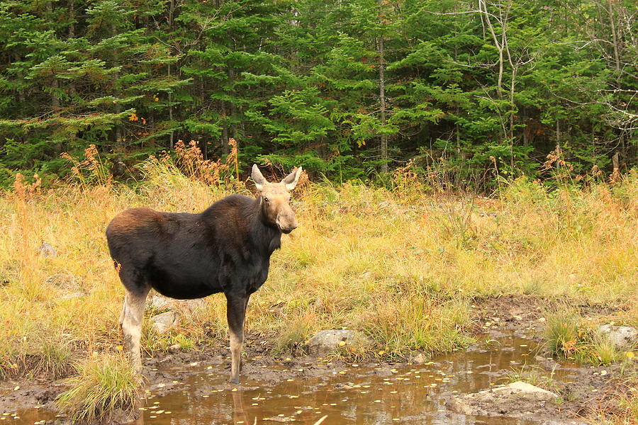 Cow Moose in Wetland Photograph by John Burk