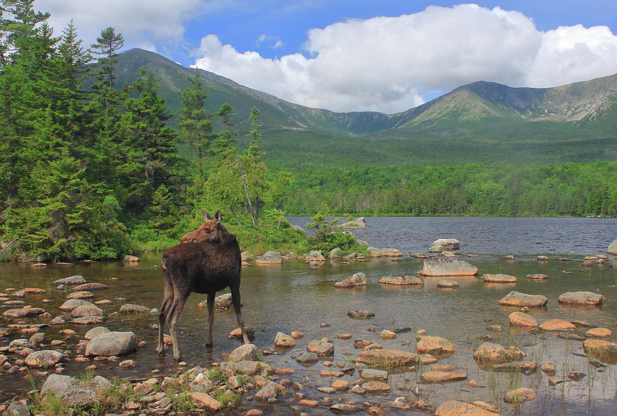 Moose Photograph - Cow Moose Looking Back at Sandy Stream Pond by John Burk