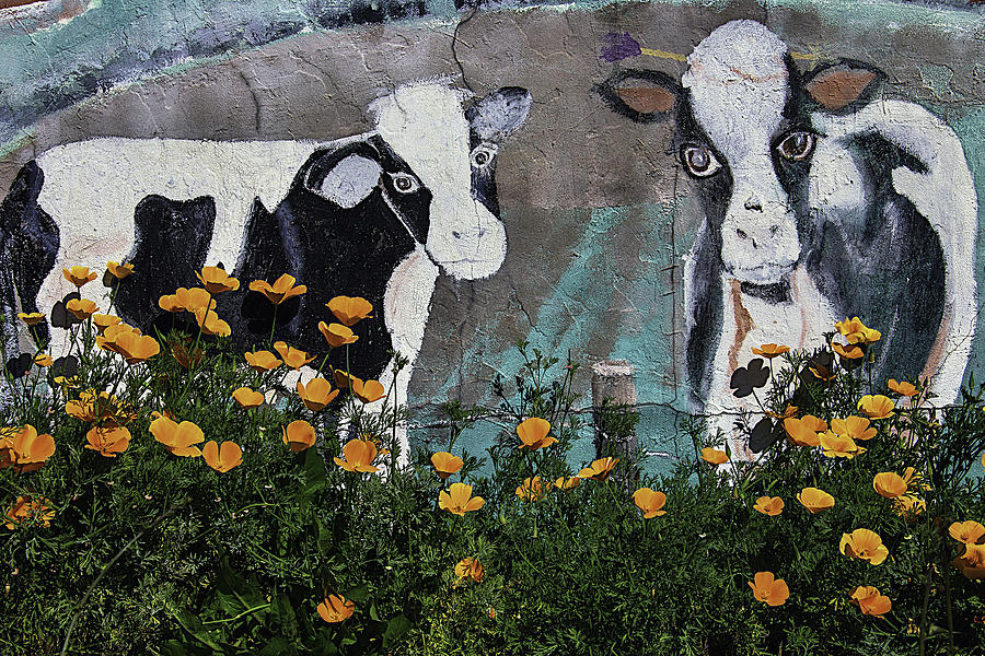 Cow Photograph - Cow Mural and Poppies by Garry Gay
