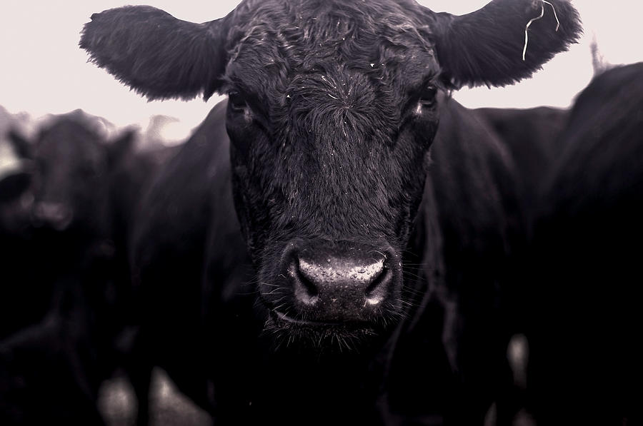 Cow Nose Photograph by Susan Maxwell Schmidt