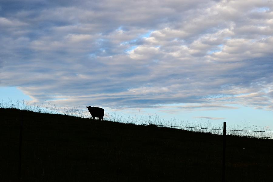 Cow on a Hill Photograph by Eileen Brymer