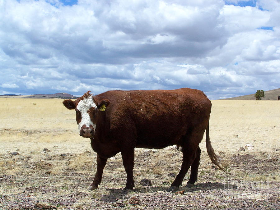 Cow on Range Photograph by Pamela Walrath