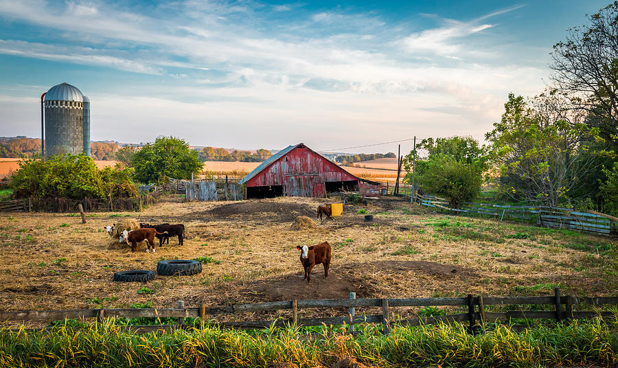 Barn Photograph - Cow on the Hill by Jeffrey Henry