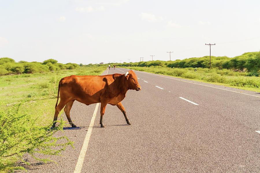 Cow on the road in Botswana. Photograph by Marek Poplawski - Fine Art ...