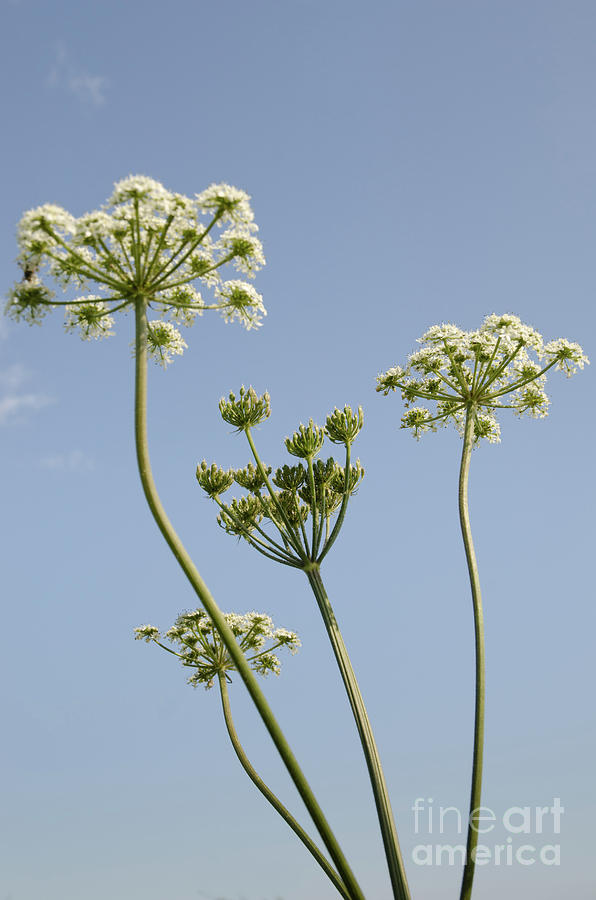 Cow Parsley Photograph - COW PARSLEY blue sky summers day english hedgerow by Andy Smy