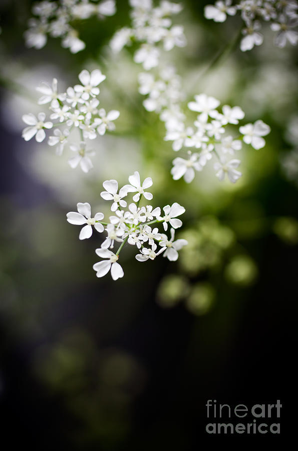 Cow Parsley Photograph