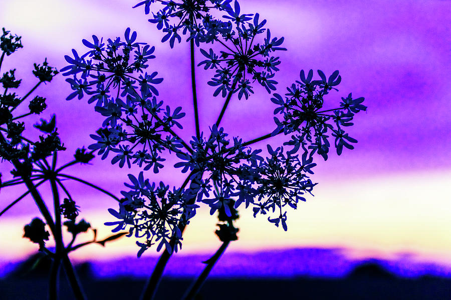 Flowers Still Life Photograph - Cow Parsley sunset by Joe Rey