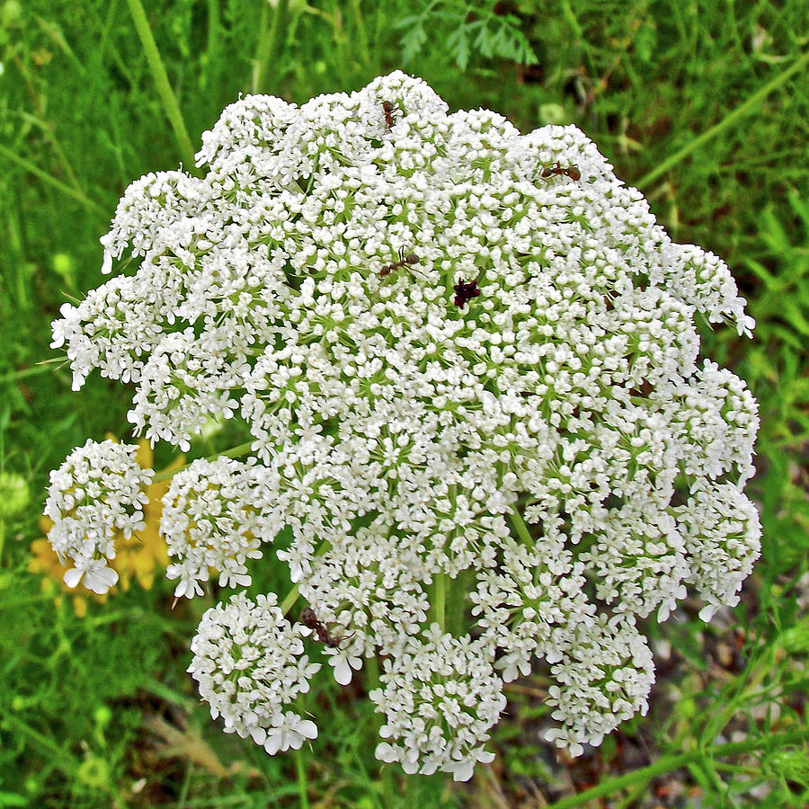 Cow Parsnip in Indiana Dunes National Lakeshore, Indiana   Photograph by Ruth Hager