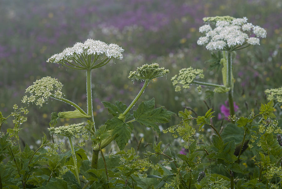 Cow Parsnip in the Mist Photograph by Robert Potts