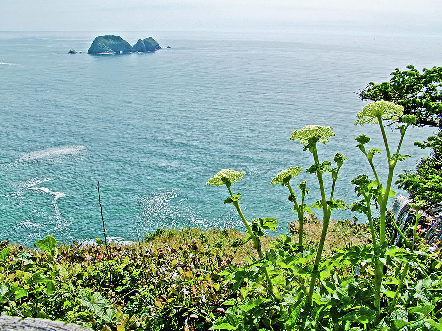 Cow Parsnip over Pacific Ocean at Cape Meares State Park, Oregon Photograph by Ruth Hager