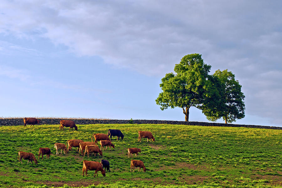 Cow pasture Photograph by David Freuthal