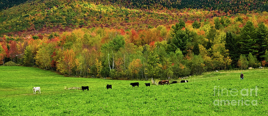 Cow Pasture in Fall Photograph by Sherry  Curry