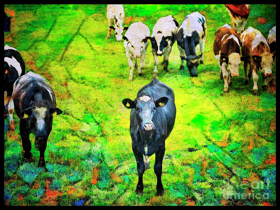 Cow Patch Photograph by Craig J Satterlee