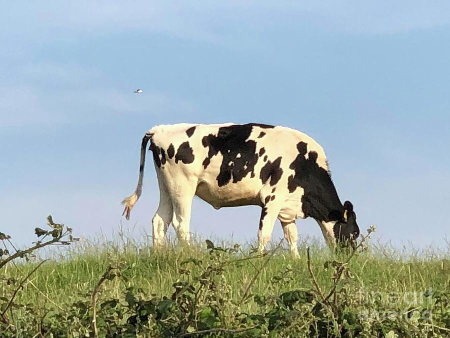 Cow Photograph by Patricia Babbitt