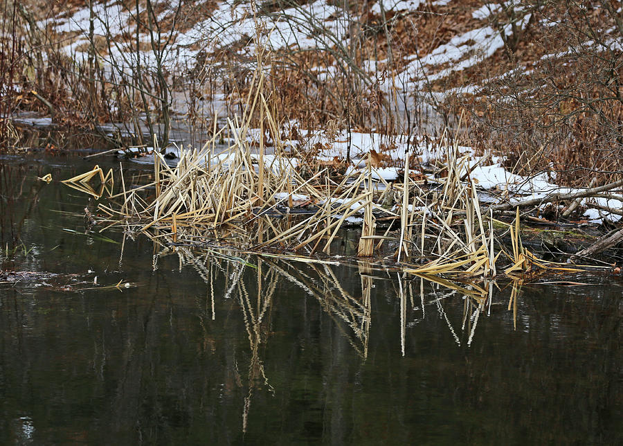 Cow Pond Brook Reflections 1 Photograph by Mary Bedy