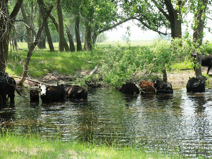 Cow Pool Photograph by Curtis Tilleraas - Fine Art America