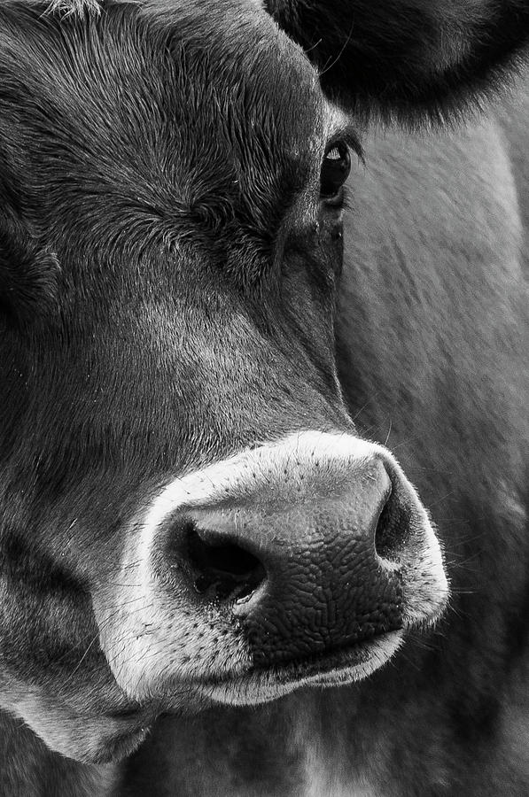 Cow Portrait BW Photograph by Ginger Stein