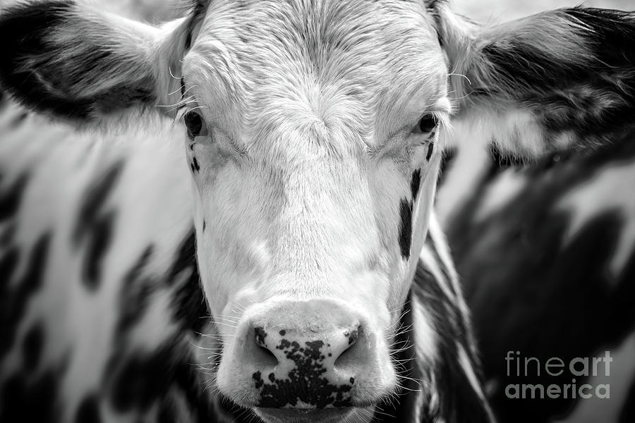 Black And White Photograph - Cow portrait by Delphimages Photo Creations