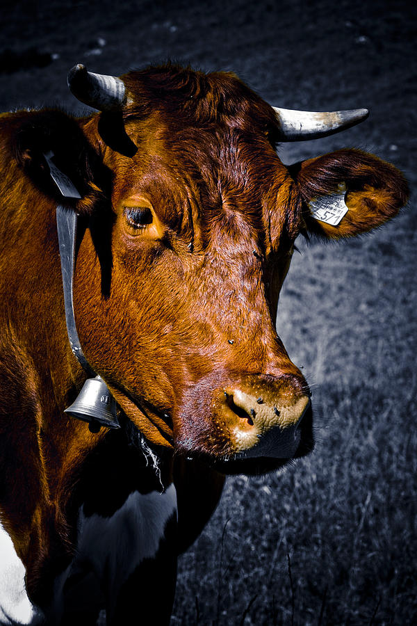 Cow Portrait Photograph by Frank Tschakert