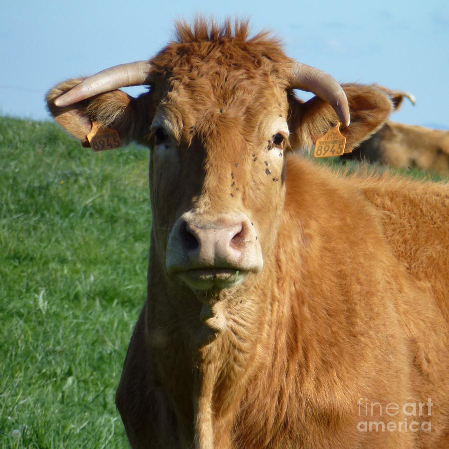 Cow Portrait Photograph by Jean Bernard Roussilhe