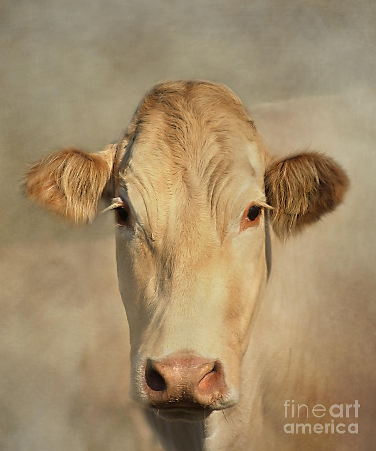 Cow Portrait Photograph by Linsey Williams