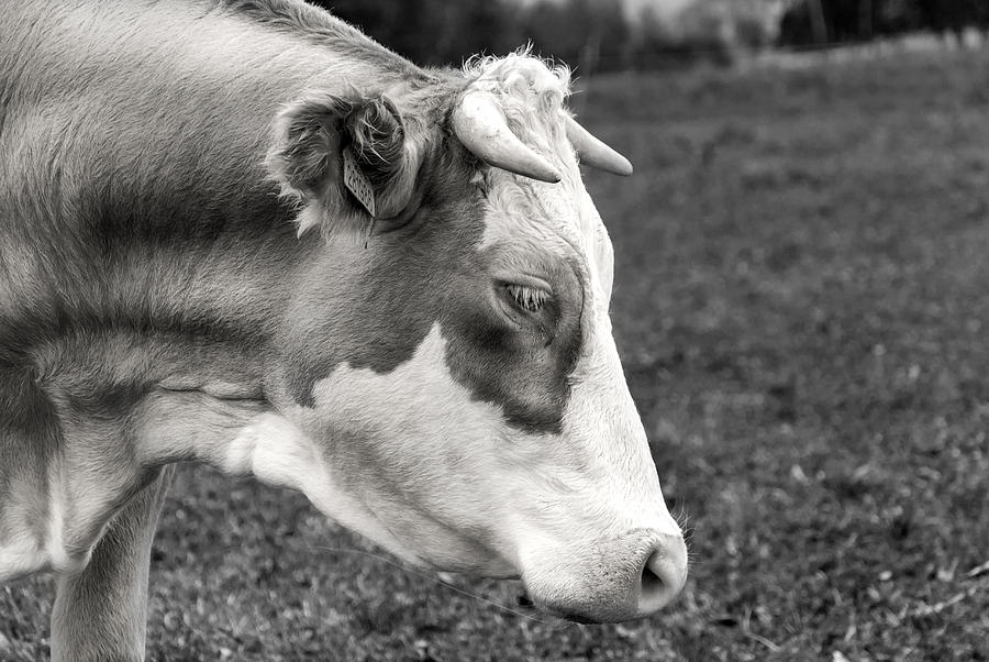 Cow portrait Photograph by Martin Capek